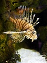 Lion Fish Royalty Free Stock Photo