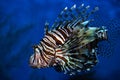 Lion Fish Royalty Free Stock Photo