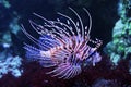 Lion fish in aquarium Royalty Free Stock Photo