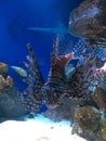 Lion Fish