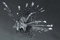 Lion fish , black&wite Royalty Free Stock Photo