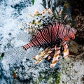 Lion fish close-up Indian ocean Royalty Free Stock Photo