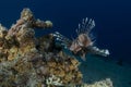 Lion fish crusing the waters of the red sea