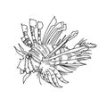 Lion fish hand drawn sketch illustrations of engraved line