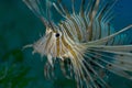 Lion fish on the hunt for some glass fish ,red sea eilat