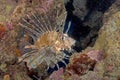 Lion fish lurking for fish,red sea eilat