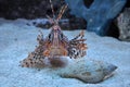 Lion fish looking at my camera during my vacation in Florida, US Royalty Free Stock Photo