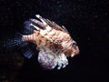 Lion Fish Royalty Free Stock Photo