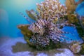 Lion fish Pterois mombasae swimming under water on coral reef Royalty Free Stock Photo