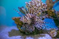 Lion fish Pterois mombasae swimming under water on coral reef Royalty Free Stock Photo