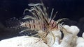 Lion fish Pterois volitans