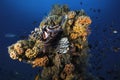 A lion fish with a Red Emperor Snapper fish