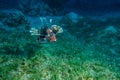 Lion fish in the Red Sea , Eilat Israel a.e