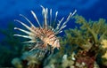 Lion fish in the Red see Royalty Free Stock Photo