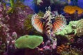 Lion fish is reef coral  a Vicious and Delicious Beauty Royalty Free Stock Photo