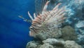 Lion Fish in the Sea