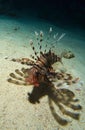 Lion Fish Swim Over the Sand Royalty Free Stock Photo