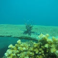 Lion fish table coral Royalty Free Stock Photo