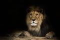 Lion with a fixed look with black shine Royalty Free Stock Photo