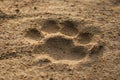 Lion footprint