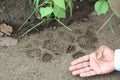 Lion footprint in gir forest