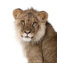 Lion in front of a white background Royalty Free Stock Photo