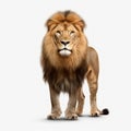 Lion full body on a white background