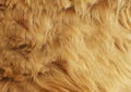 LION FUR, HAIR, SMOOTH SILKY HAIR OF DOG