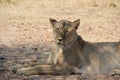 Dissing lion during day time at ruaha national park tanzania Royalty Free Stock Photo