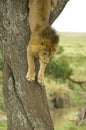 Lion going down a tree