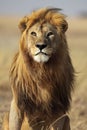 Lion with golden mane, Serengeti, Tanzania