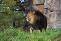 Lion in grass