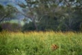 Lion in the grass, Africa landscape. African danger animal, Panthera leo, detail Uganda Africa. Cat in nature habitat. Wild lion