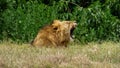 A lion is in the grass yawns and show teeth