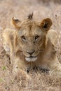 Lion in grasslands on the Masai Mara, Kenya Africa