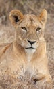 Lion in grasslands on the Masai Mara, Kenya Africa