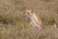 Lion in grasslands on the Masai Mara, Kenya Africa