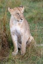 Lion in grasslands on the Masai Mara, Kenya Africa