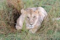 Lion in grasslands on the Masai Mara, Kenya Africa