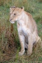 Lion in grasslands on the Masai Mara, Kenya Africa