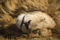 Lion the great African predator resting on the African savannah in South Africa