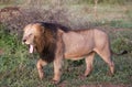 The lion, the great hunter of the African savannah of South Africa, this animal is the great African predator as well as the star