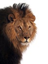 Lion great king of animals isolated at white Royalty Free Stock Photo