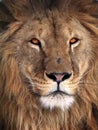 Lion great king portrait