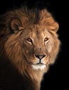 Lion great king portrait isolated on black Royalty Free Stock Photo