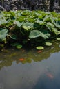 Lion Grove Garden Shizilin in Suzhou, China Royalty Free Stock Photo