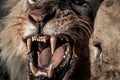 Lion growling while eating in Serengeti National Park Royalty Free Stock Photo