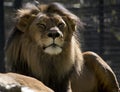 The lion has a thick tan and black mane Royalty Free Stock Photo