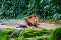 Lion having rest Royalty Free Stock Photo