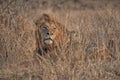 Lion having rest in the bush Royalty Free Stock Photo